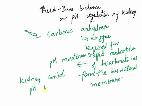 explain-the-role-of-the-kidney-in-the-acid-base-control-of-body-fluids-26084