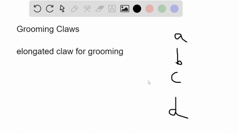 which-of-the-following-primate-groups-does-not-have-a-grooming-claw-monkeys-lemurs-tarsiers-lorises-16191