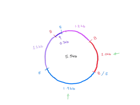 an-unknown-plasmid-circular-dna-is-digested-with-eco-ri-and-bam-hi-and-the-fragments-are-separated-by-gel-electrophoresis-diagram-of-the-resulting-gel-isshown-use-this-information-t0-create-08557