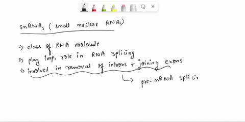 alempi-question-24-1-point-snrnas-a-re-removed-by-the-spliceosome-during-rna-splicing-are-translated-and-produce-snrnps-small-nuelear-ribonueleo-proteins-hybridize-compatible-sculcdccs-iiltl-05137