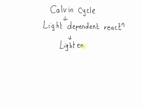 the-light-reactions-create-chemical-energy-to-power-the-calvin-cycle-true-false-false-true-82477