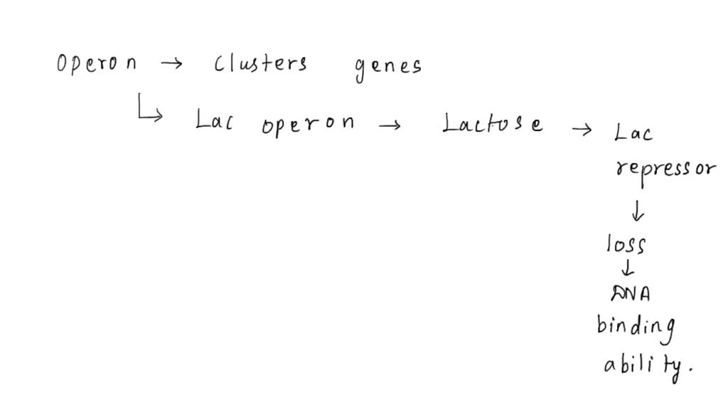 SOLVED How is the synthesis of lactase enzymes turned on? The answer
