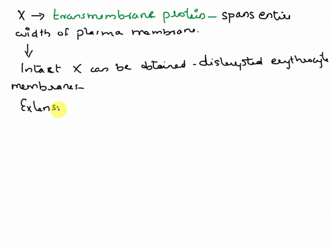 the-following-observations-are-made-on-an-unknown-membrane-protein-x-it-can-be-extracted-from-disrupted-erythrocyte-membranes-into-a-concentrated-salt-solution-and-it-can-be-cleaved-into-fragments-by-