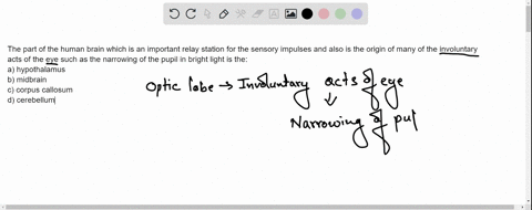 the-part-of-the-human-brain-which-is-an-important-relay-station-for-the-sensory-impulses-and-also-is-the-origin-of-many-of-the-involuntary-acts-of-the-eye-such-as-the-narrowing-of-the-pupil-15162