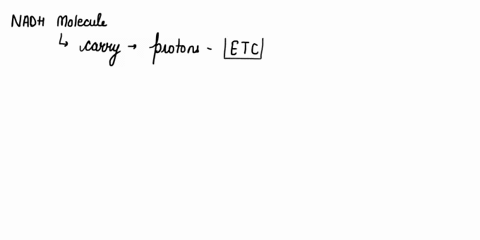 each-nadh-molecule-carrying-protons-to-the-electron-transport-chain-can-produce-________-molecules-o-11206