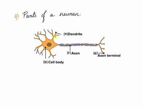1-organization-of-the-nervous-system-cns-pns-sns-ans-parasympathetic-sympathetic-etc-2-parts-of-a-neuron-3-types-of-sensory-neurons-how-are-muscles-and-nerves-similar-anatomically-hint-think-86368