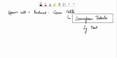 the-male-reproductive-cell-is-the-sperm-where-do-you-think-the-sperm-come-from-predict-what-their-journey-might-be-like-from-the-time-they-are-formed-to-the-time-they-exit-the-body-tell-abou-78956