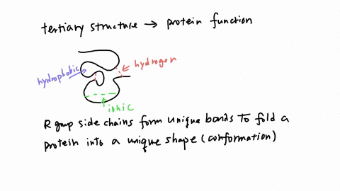 protein-function-can-be-disrupted-by-choose-all-that-apply-mutations-anything-that-changes-its-three-dimensional-shape-changes-to-the-temperature-in-its-surroundings-changes-to-the-salt-conc-95733