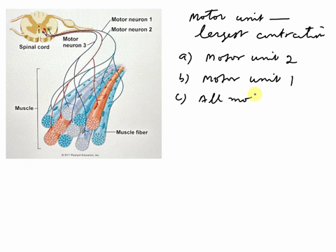 assuming-all-skeletal-muscle-cells-are-the-same-size-which-motor-unit-will-create-the-largest-contraction-a-motor-unit-2-b-motor-unit-1-c-all-motor-units-will-generate-the-same-amount-of-con-96882