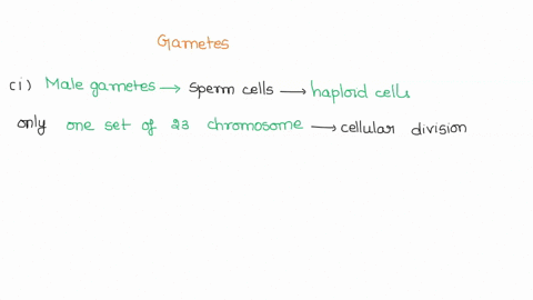 gametes-are-an-organisms-reproductive-cells-complete-the-following-paragraph-describing-how-gametes-are-made-female-leralos-oogenesis-egg-ovanes-spermatogonesis-male-haplold-chromosome-conto-98875