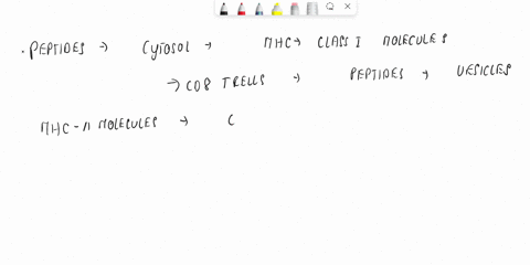 how-is-peptide-presented-to-t-cell-describe-the-process-in-20-steps-45957