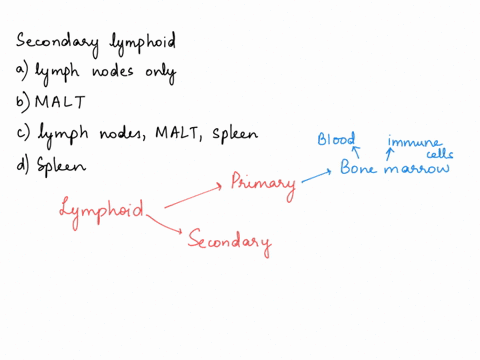 the-secondary-lymphoid-organs-consist-of-which-of-the-following-lymph-nodes-only-mucosal-associated-lymphoid-tissue-malt-only-lymph-nodes-malt-and-the-spleen-the-spleen-only-47418
