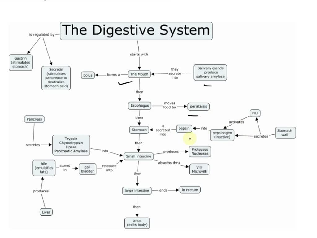 Solved Below You Will See A Concept Map Of The Digestive System