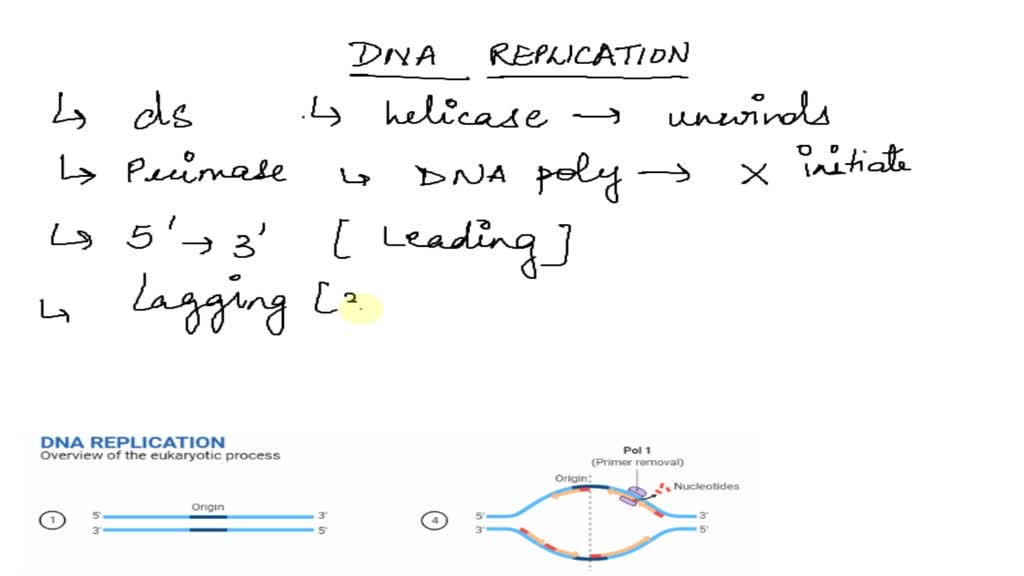 SOLVED: Why does a new DNA strand elongate only in the 5'to 3 ...