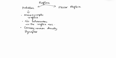 20-the-patellar-reflex-is-an-example-of-a-stretch-reflex-this-is-a-monosynaptic-reflex-look-at-the-reflex-arc-of-the-patellar-reflex-do-you-think-the-response-is-faster-than-that-of-the-flex-70572