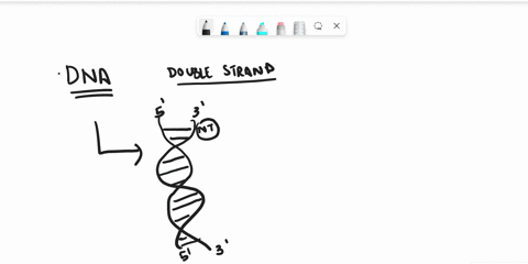 which-of-the-following-dna-shapes-is-unknown-or-not-a-structure-shape-that-is-identified-a-double-stranded-linear-b-double-stranded-circular-c-single-stranded-viral-d-double-stranded-ribosom-07182