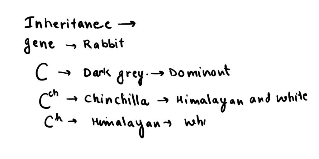 SOLVED Coat color in rabbits is represented by a gene (C). The different phenotypes are
