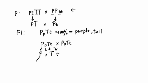 part-iv-investigation-the-law-of-independent-assortment-by-phenotyping-dihybrid-cross-in-wisconsin-fast-plants-the-law-of-independent-assortment-states-that-genes-located-on-different-chromo-69598