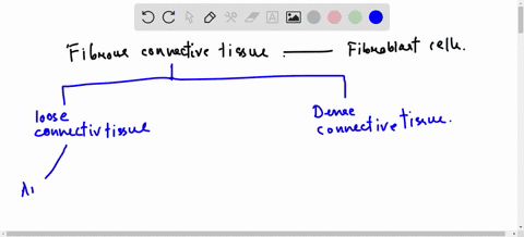 which-of-the-following-is-not-a-type-of-fibrous-connective-tissue-a-hyaline-cartilage-c-tendons-and-83847
