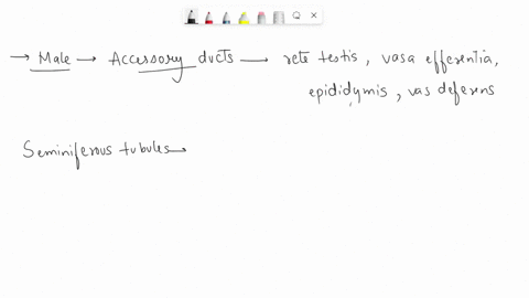 what-are-the-ducts-of-the-male-reproductive-system-and-briefly-state-their-function-each-30754