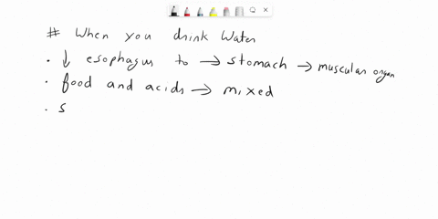 the-time-you-woke-up-in-the-morning-you-drink-2-glasses-of-water-shortlyafter-drinking-you-feel-the-need-to-urinate-why-is-this-so-explan-your-answer-bytracing-the-path-of-water-from-the-sto-54694