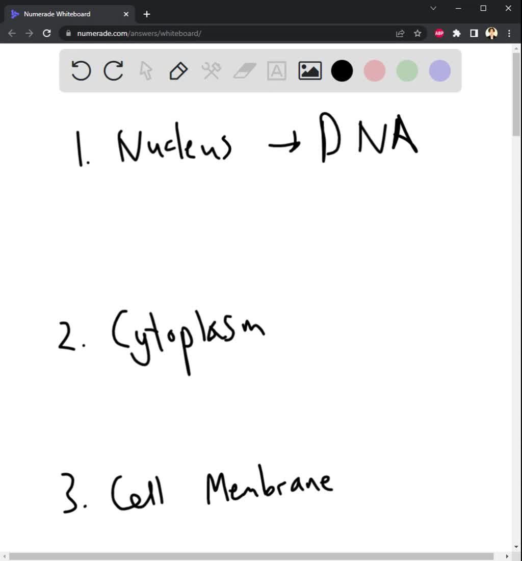 solved-name-the-three-major-functional-regions-of-a-cell-briefly