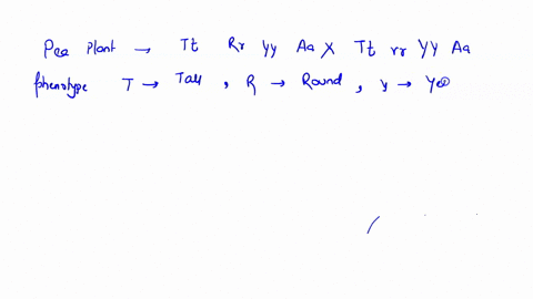 given-the-pea-plant-cross-tt-rr-yy-aa-x-tt-rr-yy-aa-what-is-the-expected-frequency-in-the-progeny-for-the-phenotype-tall-round-yellow-terminal-where-the-following-alleles-map-to-these-phenot-64264