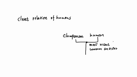 cording-to-this-evolutionary-tree-which-species-or-group-is-the-closest-relative-of-humans-and-how-long-ago-did-we-verge-from-them-choose-one-a-chimpanzee-5-7-mya-b-lemurs-and-lorises-65-mya-c-old-wor