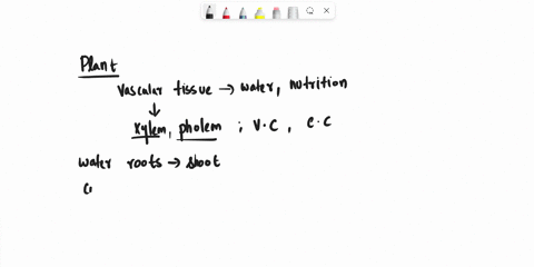 describe-components-and-functions-of-plant-vascular-tissues-27427