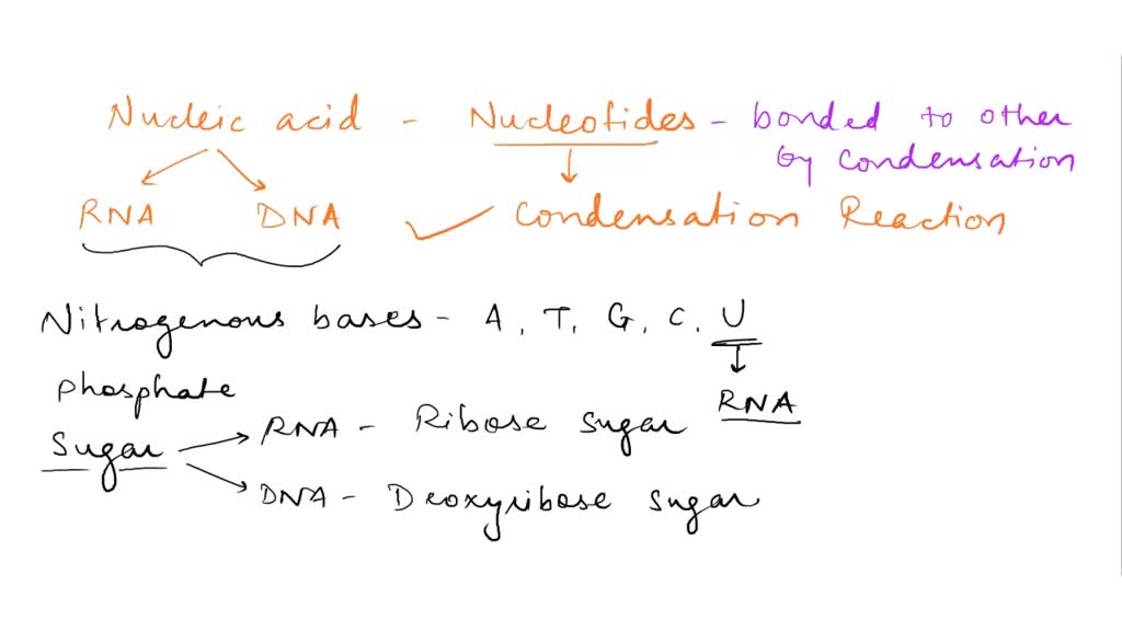 Which Of The Following Is Not A Nucleotide SOLVED: Which of the following pertains to an RNA nucleotide and not to