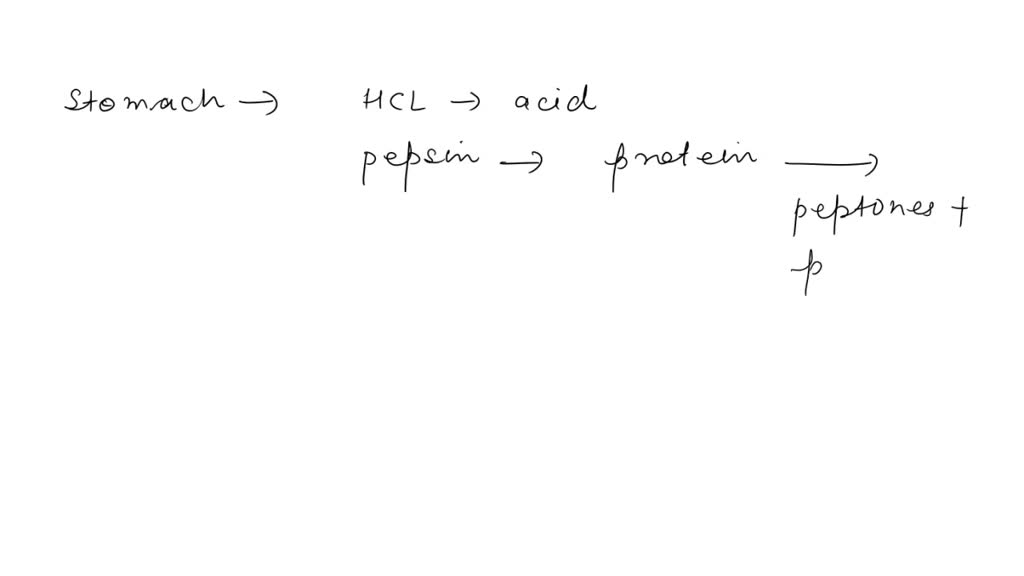 SOLVED Which action takes place in the stomach? A. Large fat molecules