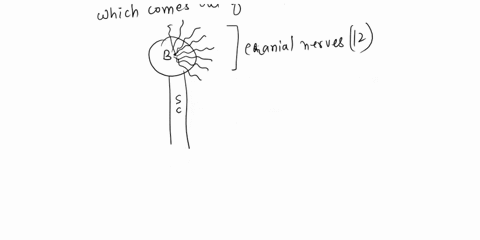 choose-the-correct-cranial-nerves-from-the-key-for-each-descriptionbelowkeya-abducens-g-olfactory-b-accessory-h-optic-c-facial-i-trigeminal-d-glossopharyngeal-j-vestibulocochlear-e-hypogloss-02147