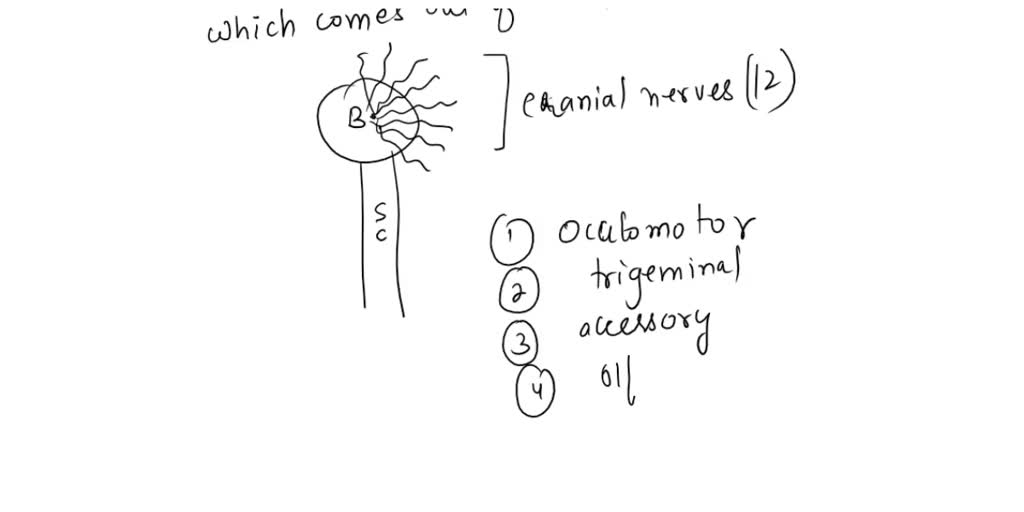 SOLVED: Which cranial nerves innervate the tongue? Check all that apply ...