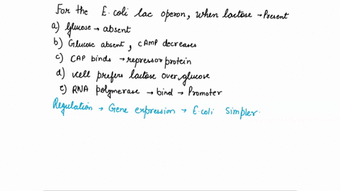 for-the-e-coli-lac-operon-when-lactose-is-present-a-and-glucose-is-absent-camp-binds-and-activates-2-91614