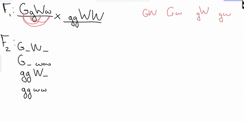 mendelian-geneticsf1-cross-yellow-round-x-green-round-ggww-x-ggwwcharacter-pea-color-shapeuse-punnett-square-and-fork-line-method-to-check-the-f2show-and-interpret-all-the-possible-genotypes-95227