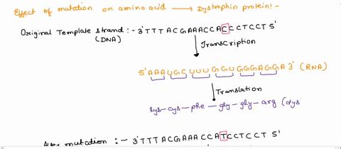 if-translated-what-amino-acid-sequence-would-result-from-this-type-of-mutation-found-at-the-amino-end-of-the-dystrophin-protein-the-sequence-below-shows-an-actual-mutation-in-dystrophin-that-17702