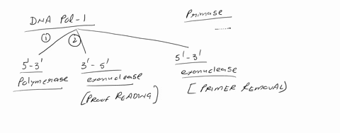 dna-polymerase-i-in-e-coli-carries-three-enzymatic-activities-during-dna-replication-which-of-these-three-activities-is-necessary-for-the-removal-of-rna-primers-and-replacing-them-with-dna-g-67345