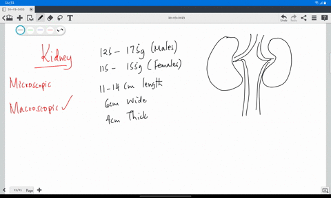 describe-the-macroscopic-structure-of-the-kidney-how-does-the-structure-aid-in-the-function-page-220-04454
