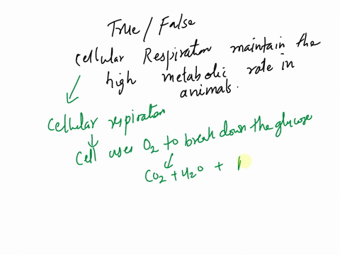 true-or-false-cellular-respiration-maintains-the-high-metobolic-rate-in-animals-79535