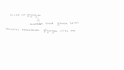 describe-how-the-breakdown-of-glycogen-in-the-liver-only-occurs-at-a-rate-in-order-to-maintain-blood-glucose-homeostasis-specifically-discuss-phosphatase-i-and-phosphorylase-actions-52705