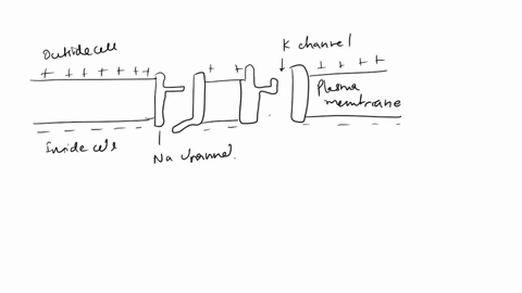 peak-of-action-potential-27-ms-immediately-after-action-potential-4-ms-at-rest-0-zms-about-60-mv-about-35-mv-75-mv-membrane-potential-mv-which-side-of-the-membrane-has-net-negative-charge-in-02788