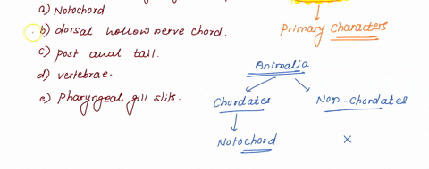 all-of-the-following-are-synapomorphies-of-chordata-except-a-notochord-b-dorsal-hollow-nerve-chord-c-post-anal-tail-d-vertebrae-e-pharyngeal-gill-slits-34378