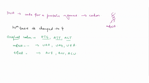 e-if-a-mutation-happens-in-the-dna-that-changes-the-t-at-base-14-to-a-g-a-what-would-be-mutated-sequence-of-nucleotides-in-the-corresponding-codon-in-the-mrna-and-the-anticodon-in-the-trna-w-62986