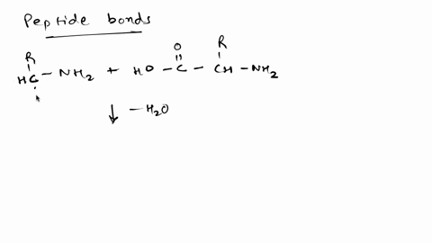 how-many-peptide-bonds-are-present-in-the-peptide-shown-below-answer-format-number-for-example-ca-ch-ch-98613