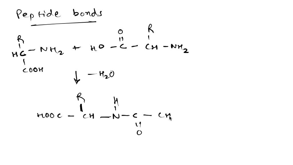 SOLVED: Question 12 How many peptide bonds do you see in the following ...