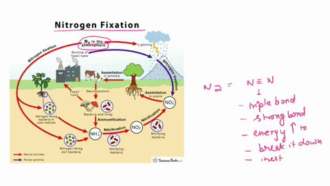 How atmospheric nitrogen gas is converted into usable...