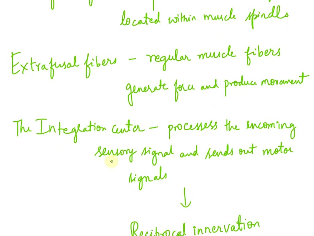 SOLVED Give the components of the muscle stretch reflex explain how Biology Diagrams