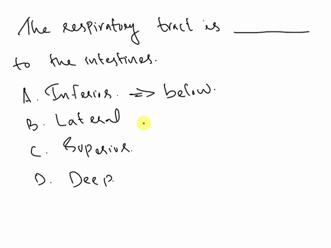 the-respiratory-tract-is-____-to-the-intestines-inferior-lateral-superior-deep-21046
