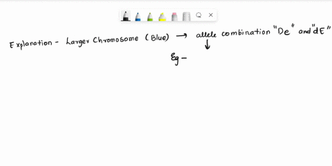 shown-below-is-a-schematic-of-a-nucleus-of-a-cell-with-the-genotype-ddeeff-where-the-d-and-e-loci-are-on-the-large-chromosome-and-the-f-locus-is-on-the-small-chromosome-this-cell-was-taken-f-02566