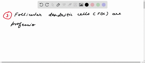 which-statement-is-not-correct-regarding-the-fate-of-b-2-cells-during-or-after-activation-choose-only-one-1-activated-b-cells-can-either-enter-the-primary-foci-or-the-germinal-center-2-b-cel-97367